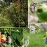 Како да се третира градина од болести и штетници во пролет и лето
